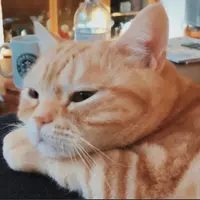 NY_Calories