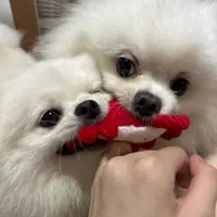 apjckzf6ttrq