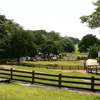leesauming