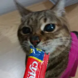 GluttonCat