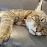 元朗專家PanPan