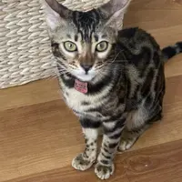 周圍搵食的屯門牛