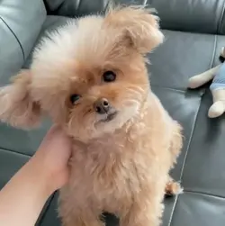 KIKO2000
