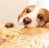 dog.poo.poo.foodie