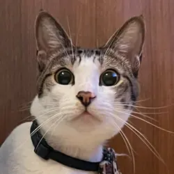 lizziecat16