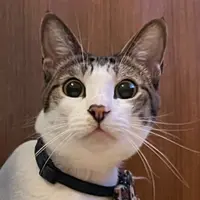 lizziecat16