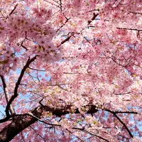 sakurabelly
