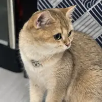 koopoo