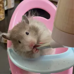 wongszemau