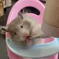 wongszemau