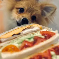 petnanny_hk