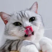meowdai_foodie