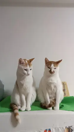 奶茶波波茶