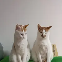 奶茶波波茶