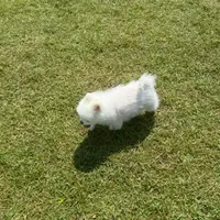 flyinnpig
