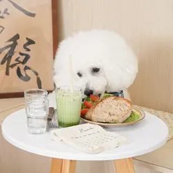 bichon cool cool