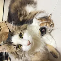 catlover.foodie