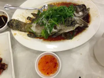 steam Fishy