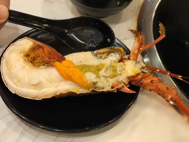 澳洲青年龍蝦
