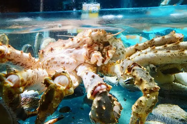 清蒸阿拉斯加帝皇蟹