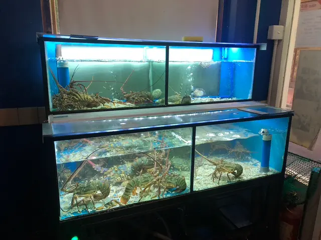 店內有一大魚缸,小店仍堅持放大大魚缸養活海鮮
