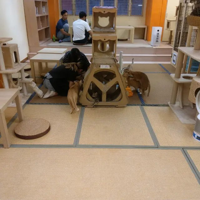🐈 全店採用榻榻米形式