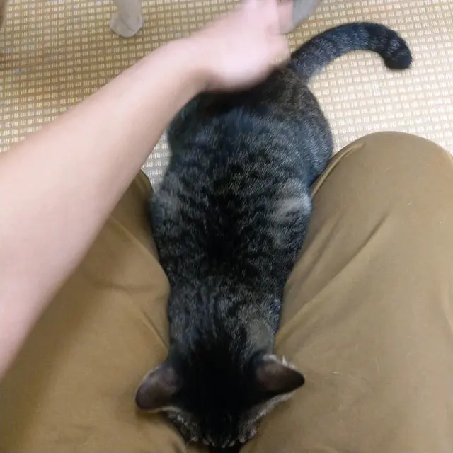 😹唔關我事架,上過去兩次拍拍下pat pat都會涉喺大髀中間