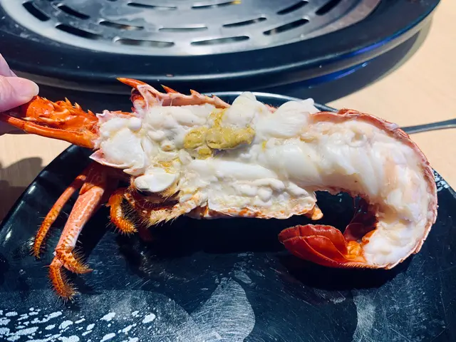 澳洲青年龍蝦