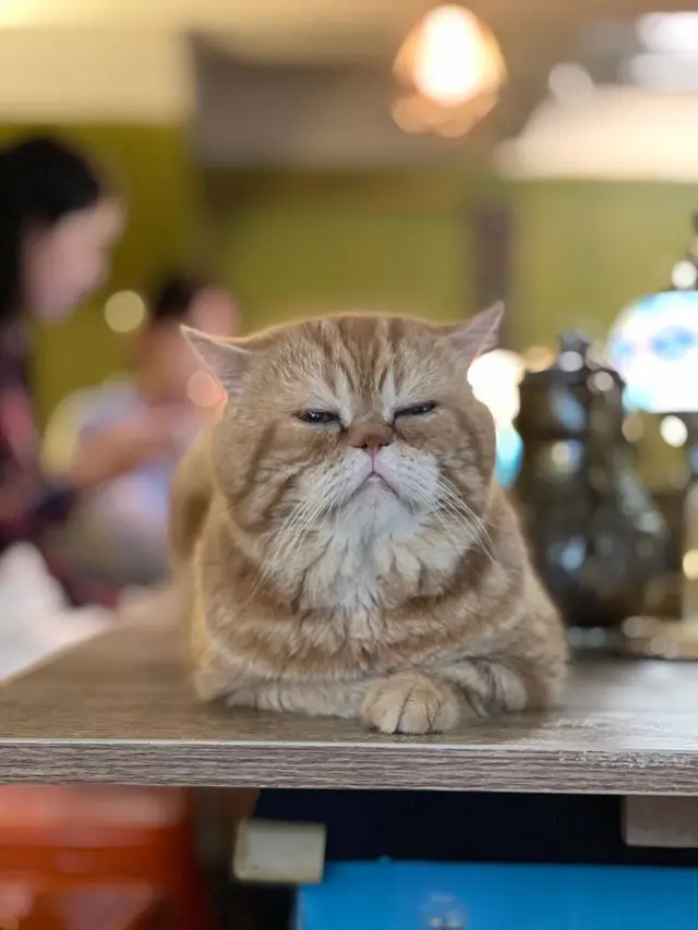 主場貓