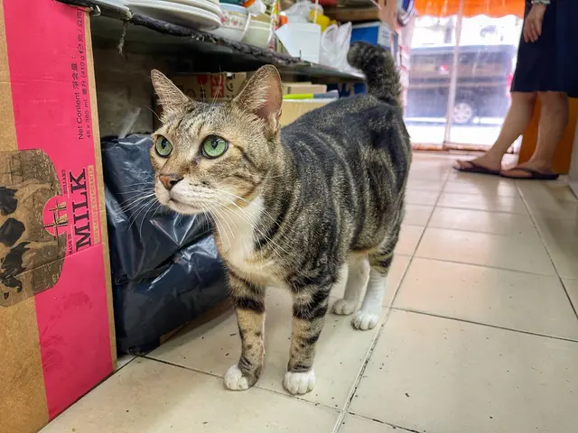 每次都有貓店長招呼