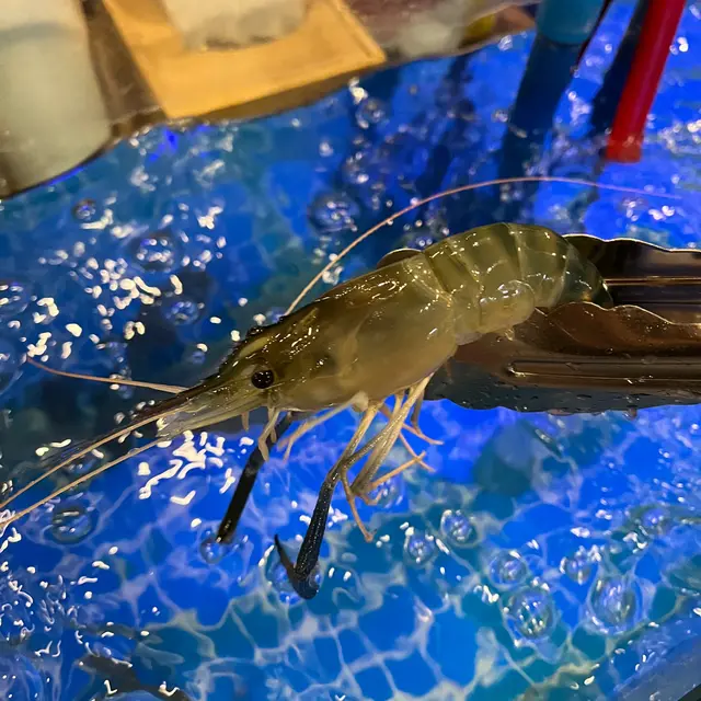 游水大頭蝦 🦐