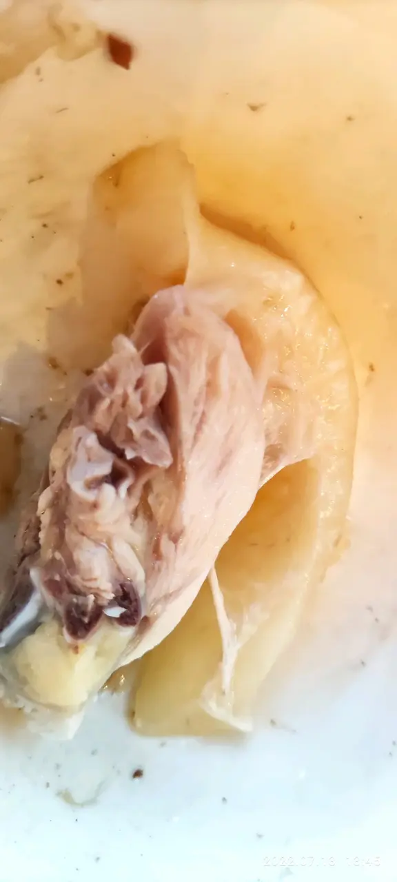 從來無見過超厚肥羔的土雞，