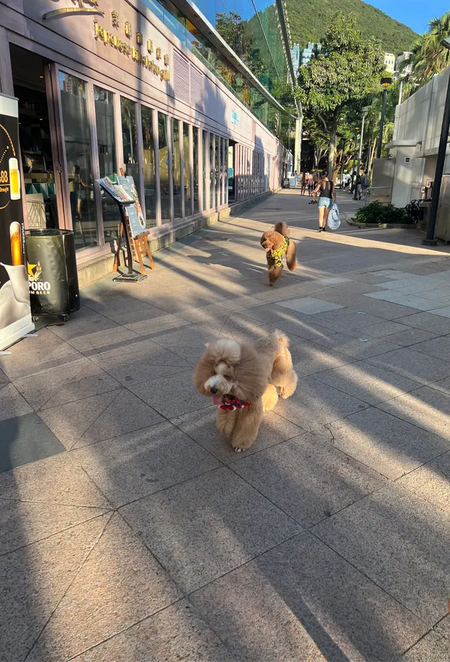 好可愛的狗狗啊~