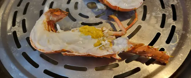 澳洲青年龍蝦