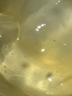 疑似发霉的冰粉