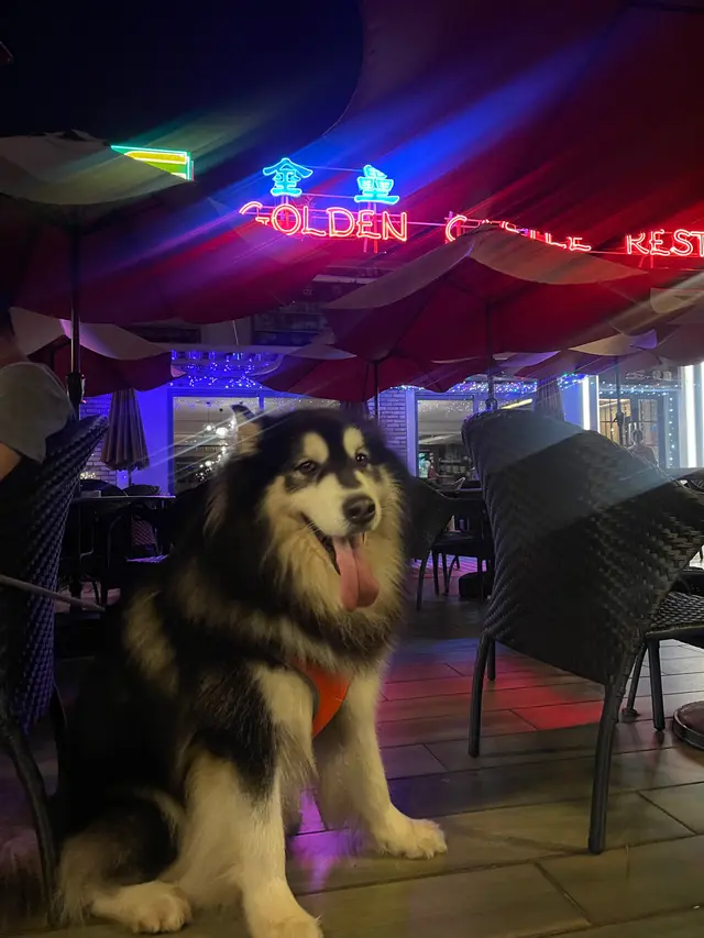 寵物友善餐廳，環境打卡一流！