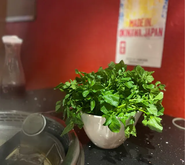 西洋菜