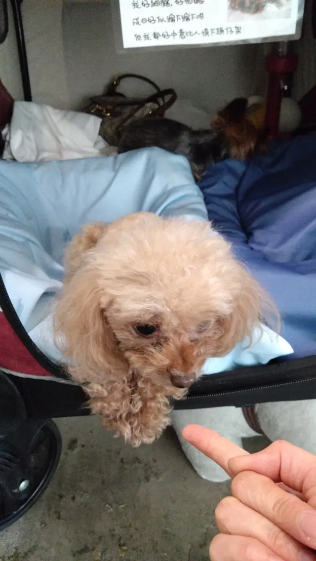 當我們一出 lift,左手邊便見到狗仔車,內有兩隻細細隻狗仔