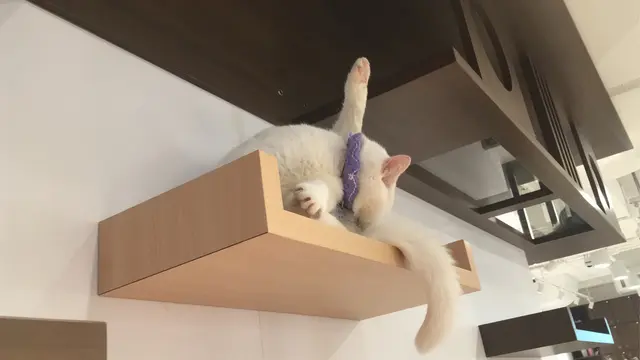 有很多牆上架子給貓貓活動