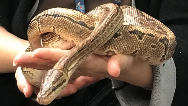 仲可以放在手上，
條蛇由細養，所以品性純良