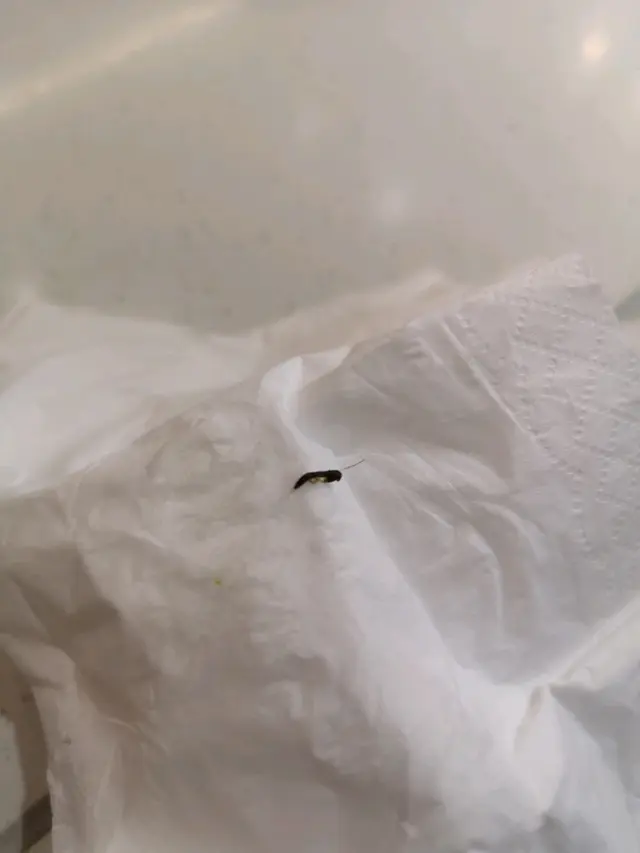 碗內贈送的新鮮昆蟲