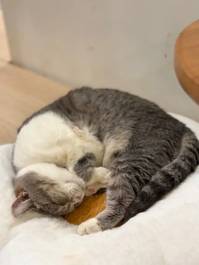 #貓啡 #hongkong #貓cafe #領養貓咪 #流浪貓 #Cafe #香港美食 #旺角 #旺角美食