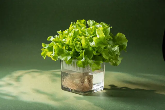 看得見的新鮮 健康