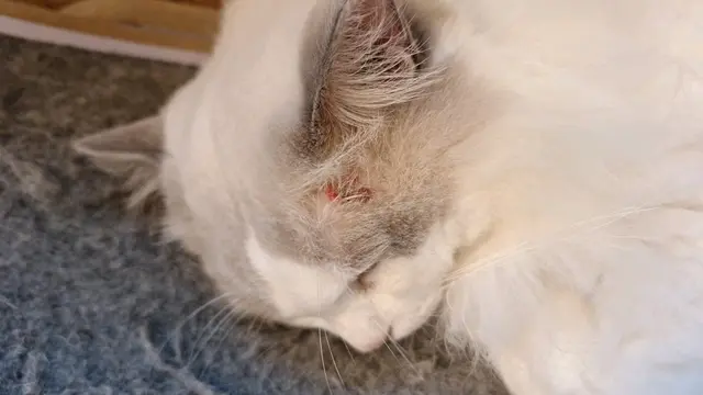 職員只系用一塊類似濕紙巾嘅野黐住佢