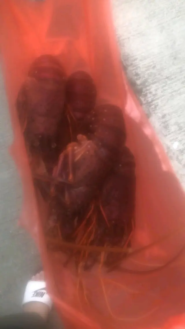 同師傅whatsapp，佢話街市今日新鮮紅龍 🤣