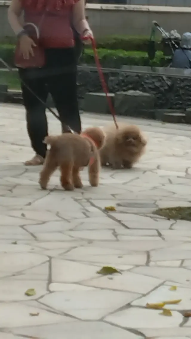 看著出面草地狗主放狗的情景,令人會心微笑