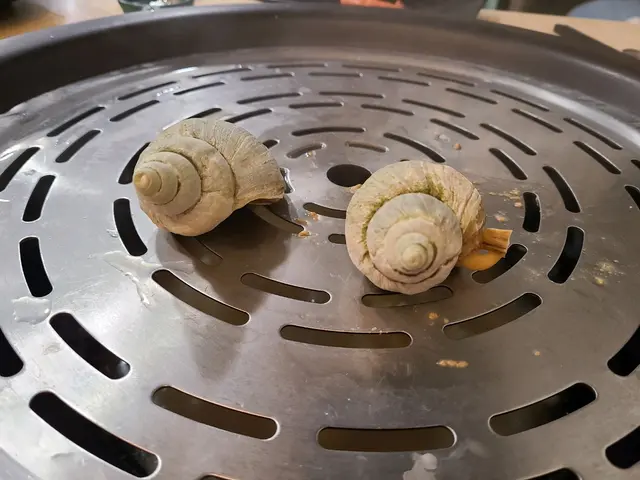 黃金翡翠螺