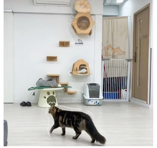 #貓cafe