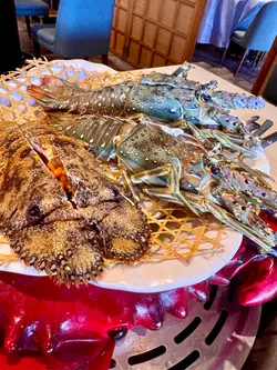 澳洲龍蝦 🦞 野生琵琶龍蝦