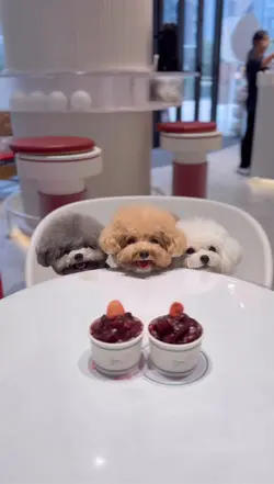 #ilovefood 
#寵物友善 